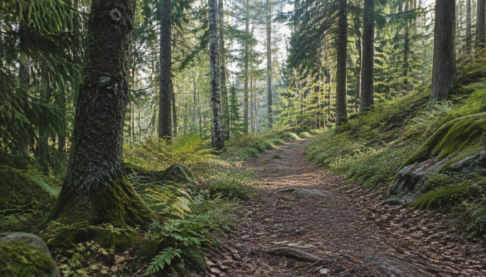 Un chemin de forêt au matin, air frais